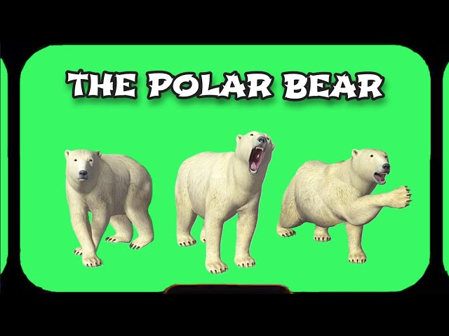 POLAR BEAR Video Green Screen. FOOTAGE ANIMATION on a green screen.