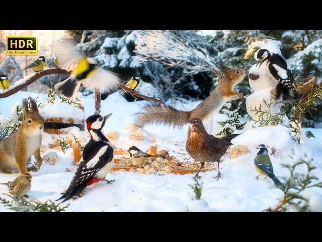 Forest Friends in Winter Wonderland🐿️ 12 hours Cat & Dog TV with BIRDS and SQUIRRELS😺