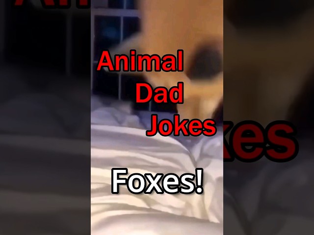 Funny Animal Dad jokes! Foxes ! #DadJokes #Funny #Shorts