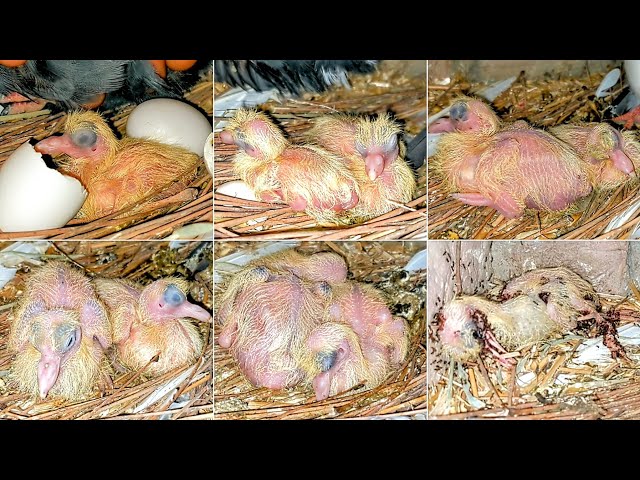 The pigeon killed the baby in the pigeon's nest | Growth Pigeons Baby Day By Day Progress