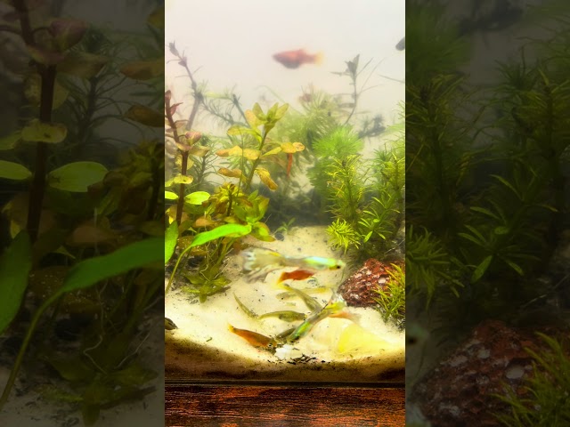 Easy aquarium: NO filter, NO O2,  NO CO2, NO commercial fish food - 1 day after water change  🌿🐠