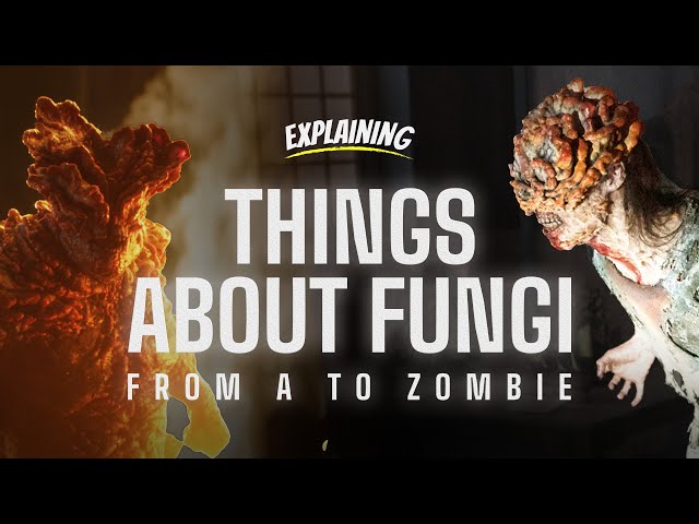 The Last of Us: Things about fungi from A to Zombie