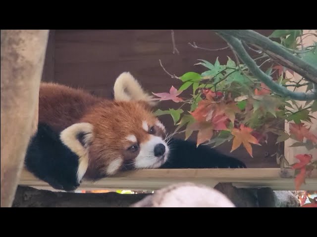 더 추워지기 전에 가을 레서판다 레몬 Red Panda Lemon