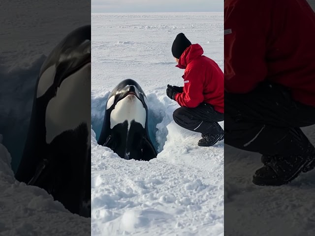 An unexpected encounter man and orca in the arctic wilderness #whale #whales #ocean