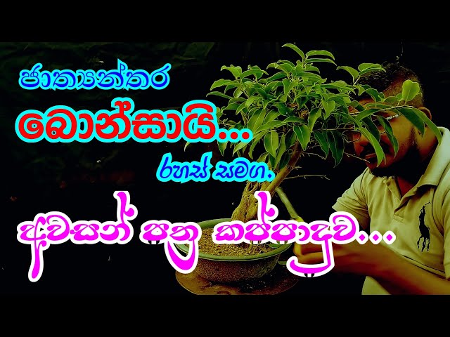 අවසන් පත්‍ර කප්පාදුව | bonsai tracy | sl bonsai | sri lanka