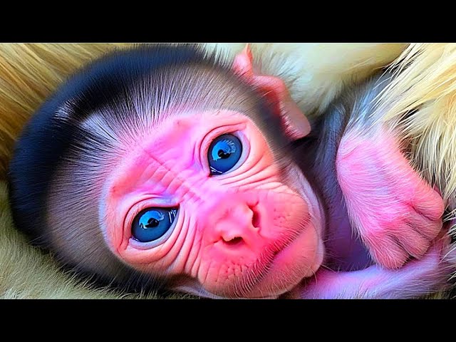 Welcome ! Newborn Baby Monkey Open Big Eye to see New World.