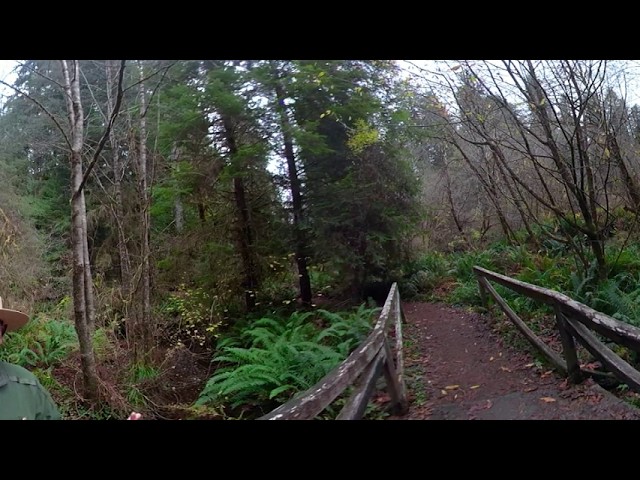 Redwoods in 360: Healthy Creeks