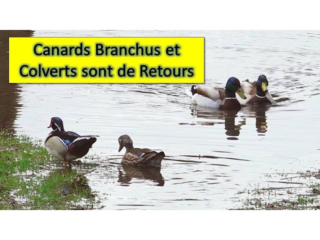 Canards Branchus et Colverts sont de Retours / Aventure Oiseaux Nature 💚 Serge Tonietto-Giguère