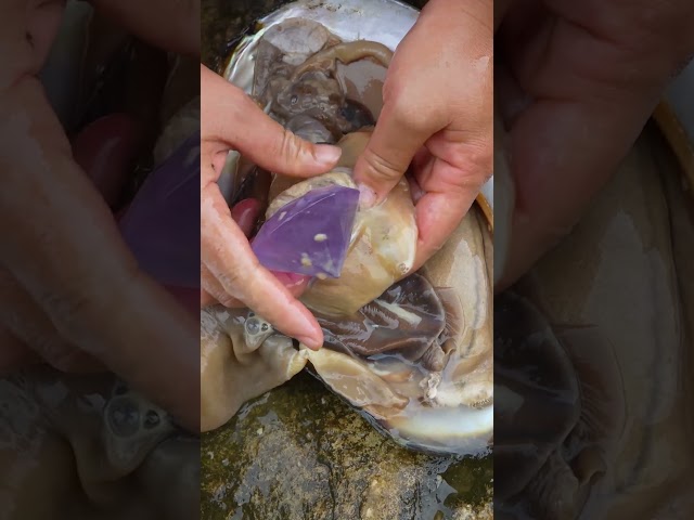 Freshwater giant clams, enchanting pearls