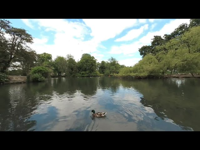 VR180° The duck master, Walking with mallard.