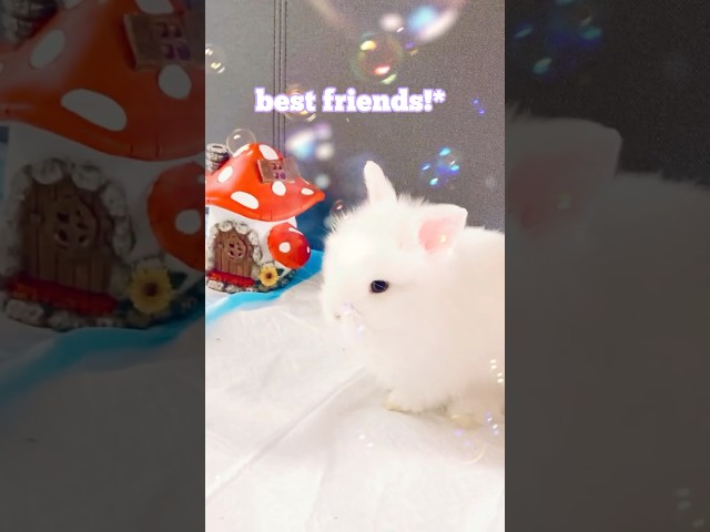 Cute Bunny - Be My Best friends #cute #funny #funnyvideo  #friends