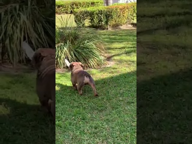 Dog Steals Water Bottle From Influencer