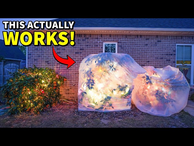 How To Protect Plants From COLD: 3 Ways That ACTUALLY Work!