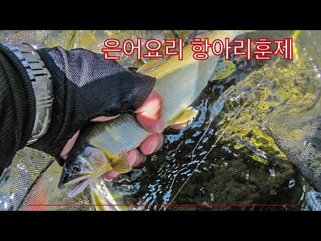 은어 소금구이와 은어튀김 요리