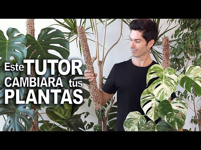 Como fabricar un TUTOR para tus PLANTAS de INTERIOR trepadoras [no te lo pierdas!!!] te va a servir!