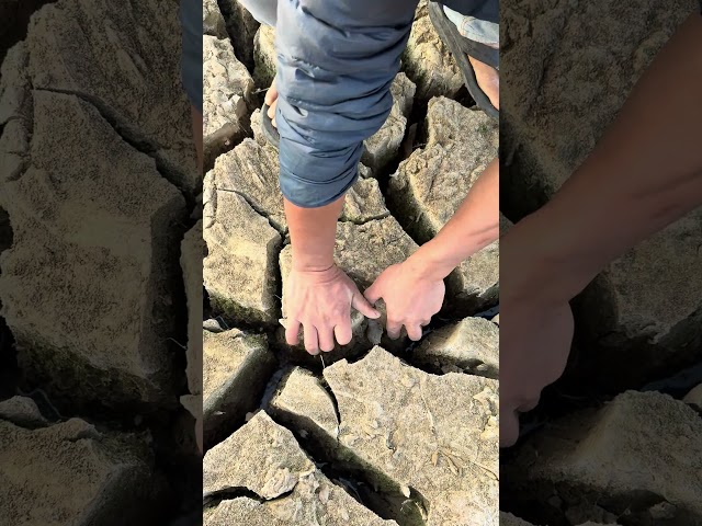 Kind-Hearted Man Rescues Turtle from Deep Mud Trap! #animals #nature #pets #hero