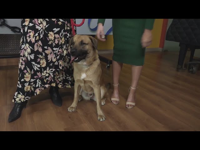 Pet Adoption: Sonny from Belleville Area Humane Society