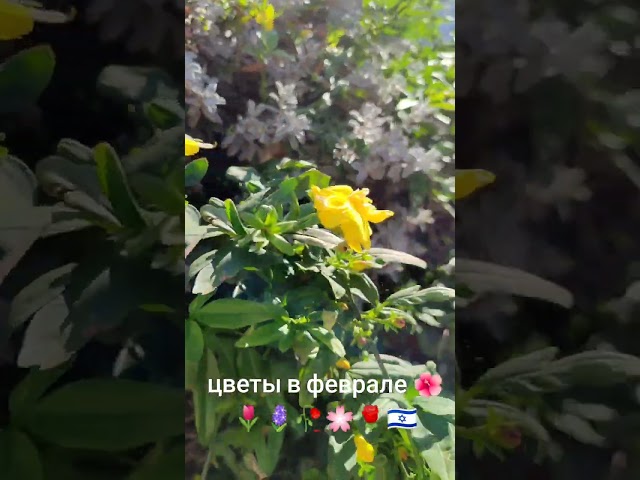 Израиль🌞 🇮🇱в феврале ,цветение в Ашдоде 🌺🌸🌷