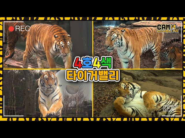 우애 좋은 호랑이 4남매 아름🐯, 다운🐯, 우리🐯, 나라🐯! │타이거밸리 (Tiger Valley)