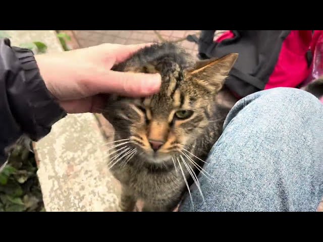 Cat lovers feeding stray cats on the street#cute #straycat #cat