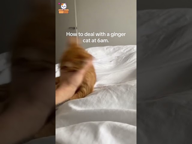 how to deal with a ginger cat 🐱 #shorts #cat