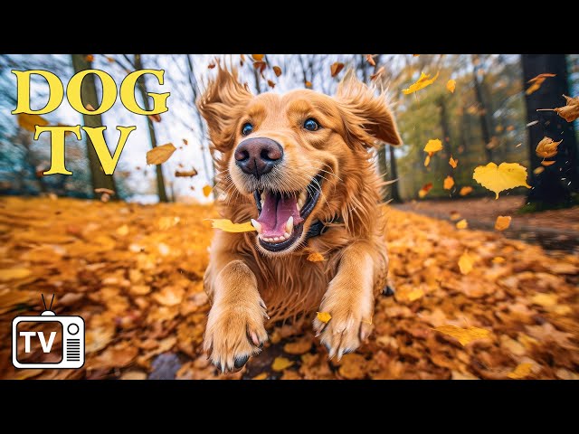 DOG TV: Hello Autum with Best Relaxing Music For Dog + Video to Entertain & Chill Dog Out with Music