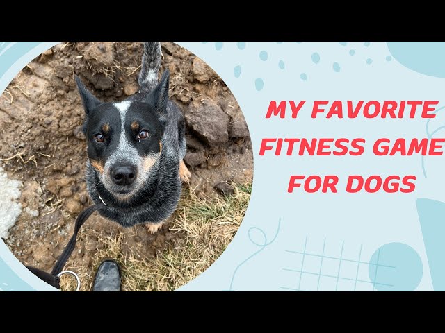 My Favorite Fitness Game For Dogs