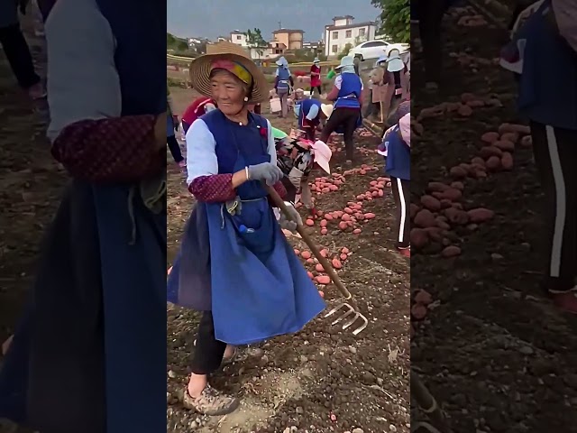 The process of collective potato harvesting