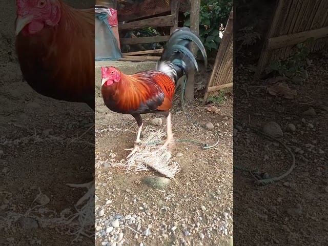 #rooster #shorts #youtubeshorts #chickenbreeds #jlcbackyard #manok #animals