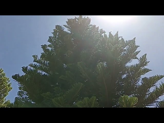 Coral Reef Araucaria or Northfolk Island Pine / House pine / Star pine / Polynesian pine