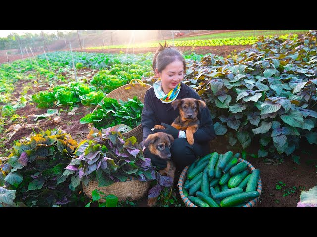 Full video: Harvesting cucumbers, sweet cabbage, perilla to market sell | Phượng's Country Life