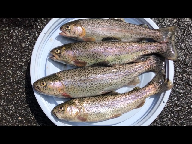 Georgia Rainbow Trout Fishing