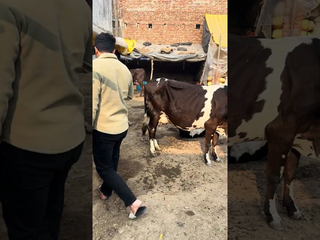 आज फिर जाना पड़ा गाय देखने 😊#minivlog #trending #dairy #youtubeshorts #shorts #vlog #dairyfarm #cow