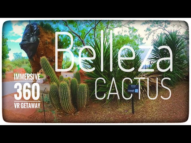 Beware the Belleza Cactus 🌵🏜️🌵 VR Cactus Caper