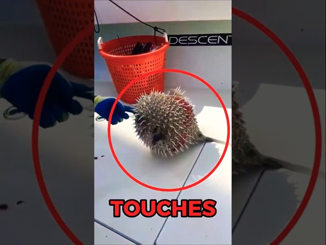 Do Not Touch This Blowfish! 😱