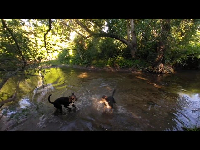 VR Nature Walk of Lilly fetching sticks in the river while Charlie Fetches Lilly