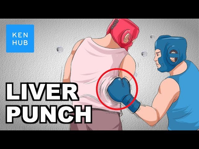 Why can't your body handle a punch to the liver? - Human Anatomy | Kenhub