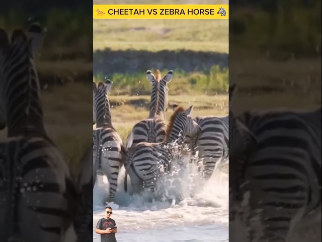 CHEETAH VS ZEBRA HORSE: a cheetah hunts a group of zebra horses #wildlife #animals #leo