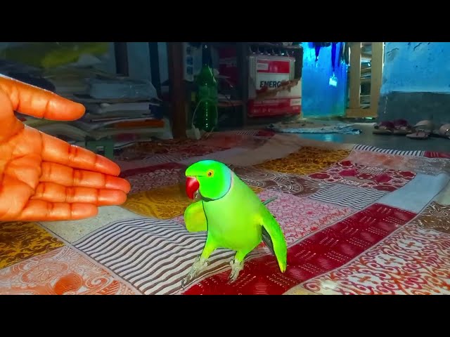 Ringneck parrot #Bolane wala tota #videos #part17