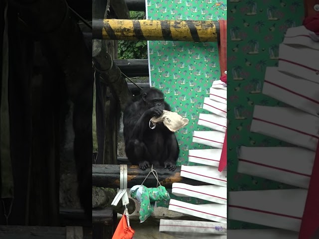 聖誕樹上沒有星星 但有黑猩猩！#TaipeiZoo #臺北市立動物園 #聖誕禮物 #行為豐富物 #黑猩猩 #MerryChristmas #HappyHolidays