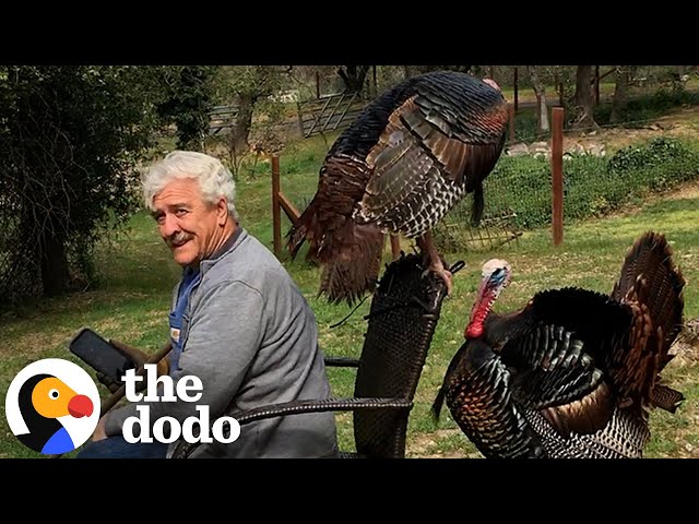 Guy Who Raised Wild Turkeys Won't Leave Him Alone Now | The Dodo