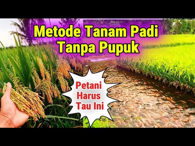 IniLah Metode Tanam Padi Yang Menguntungkan Bangi Para Petani di Tahun 2025