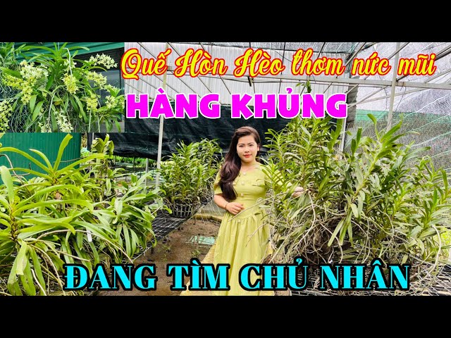 HÀNG KHỦNG QUẾ HÒN HÈO THƠM NỨC MŨI ĐANG TÌM CHỦ NHÂN / Thích Trồng Lan - Vườn lan Bá Ninh