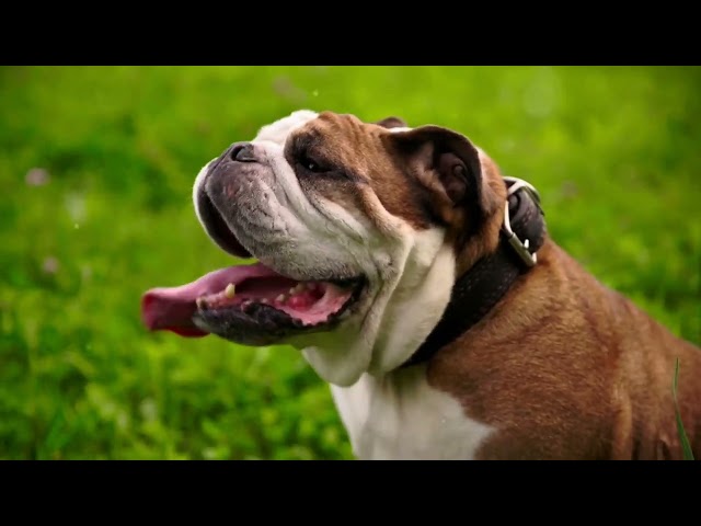 #here is #1  top 10 fine & Intelligent breed