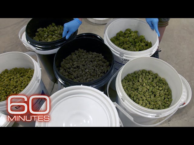 Inside the biggest legal marijuana factory in the United States