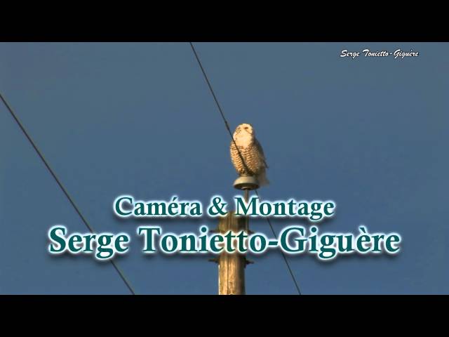 Harfang Des Neiges / Snowy Owl / Serge Tonietto-Giguère / Aventure Nature