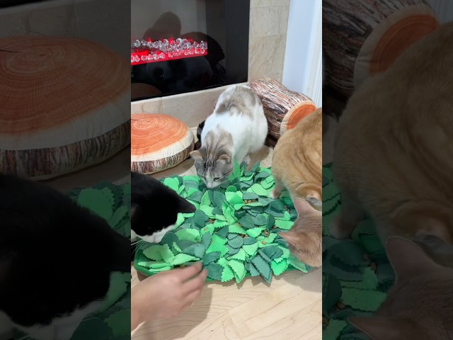 Cat enrichment #catenrichment #asmr