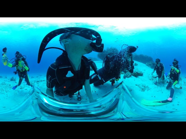 【VR】200 dives in Cozumel Island【Raw Video】