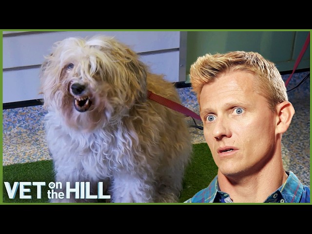 The One Dog That Scares The Vets! 😬 Vet On The Hill  Extended