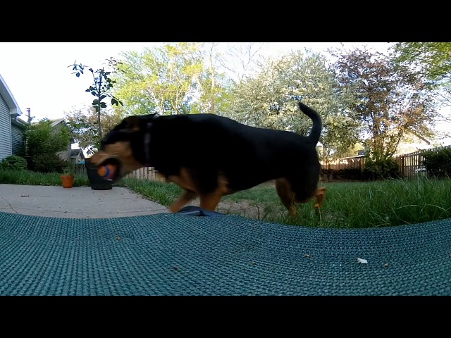 Dash Playing Fetch May 10th 2018 Morning